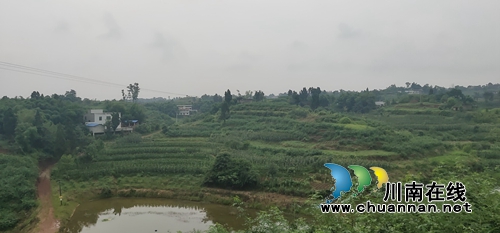 泸县太伏镇：返乡种下“摇钱树”&nbsp;创业争当“领头羊”(图2)