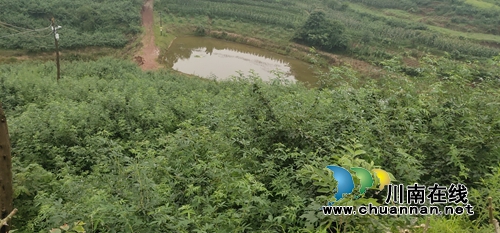 泸县太伏镇：返乡种下“摇钱树”&nbsp;创业争当“领头羊”(图3)