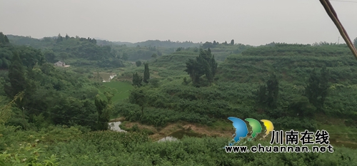 泸县太伏镇：返乡种下“摇钱树”&nbsp;创业争当“领头羊”(图4)