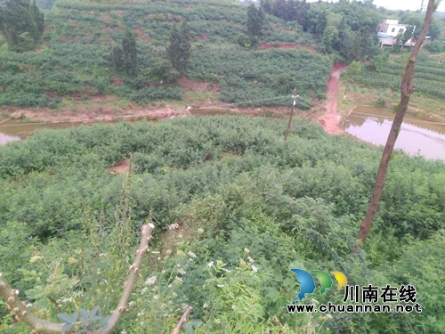 泸县太伏镇：返乡种下“摇钱树”&nbsp;创业争当“领头羊”(图6)