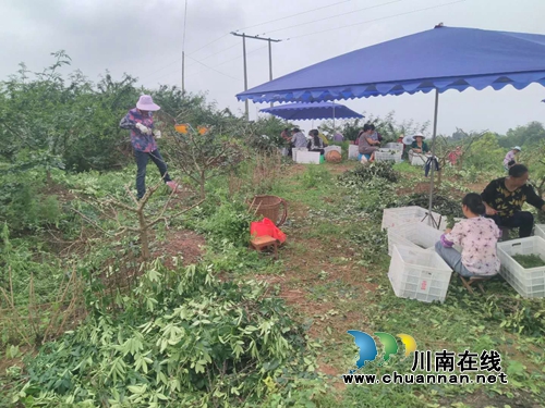 泸县太伏镇：返乡种下“摇钱树”&nbsp;创业争当“领头羊”(图8)