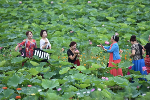 西部藕海！宜宾第十届荷莲文化节27日开幕(图1)