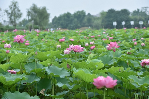 西部藕海！宜宾第十届荷莲文化节27日开幕(图2)