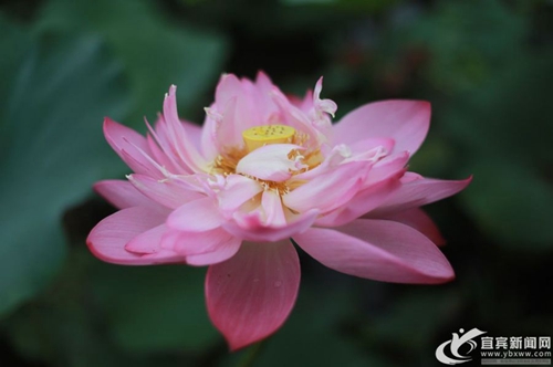 太美了！宜宾翠屏区永兴镇万亩荷花相继盛开(图2)