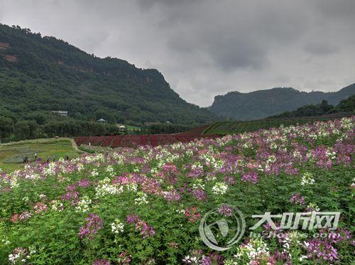 泸州成了贡品？景区标牌错误让游客哭笑不得(图1)