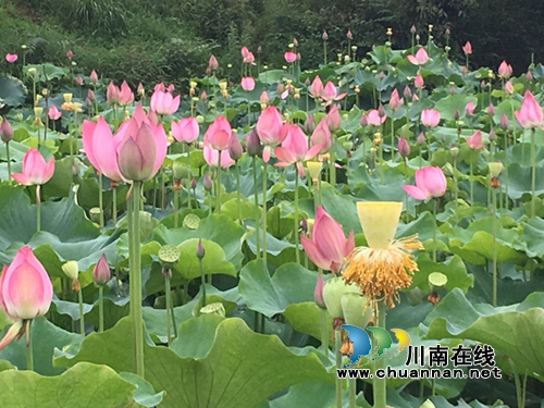 合江县合江镇柿子田村百亩荷花盛开(图1)