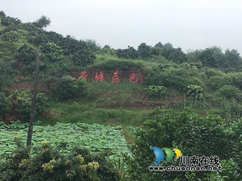 合江县合江镇柿子田村百亩荷花盛开(图2)