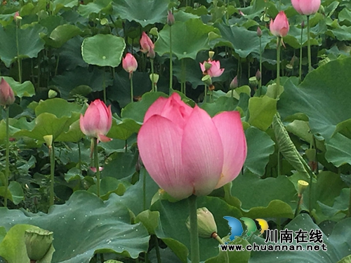 合江县合江镇柿子田村百亩荷花盛开(图3)