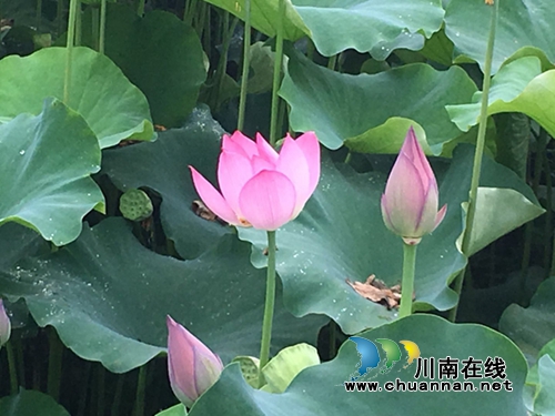 合江县合江镇柿子田村百亩荷花盛开(图4)