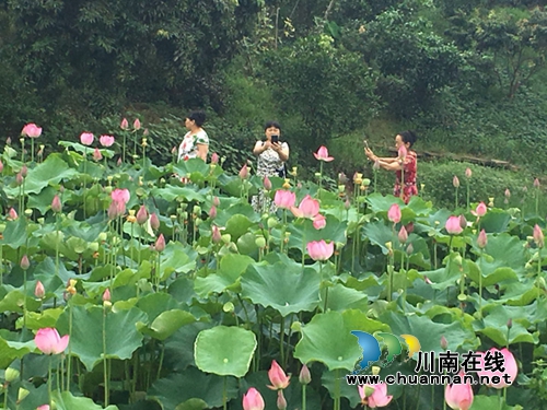 合江县合江镇柿子田村百亩荷花盛开(图5)