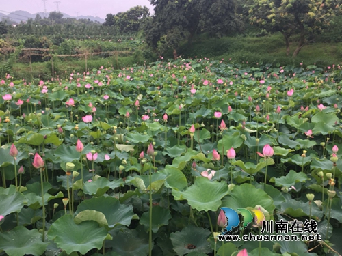 合江县合江镇柿子田村百亩荷花盛开(图7)