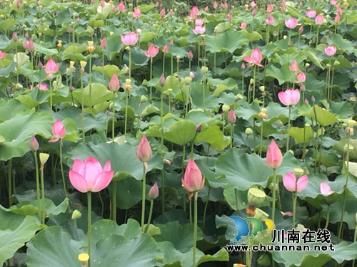 合江县合江镇柿子田村百亩荷花盛开(图6)