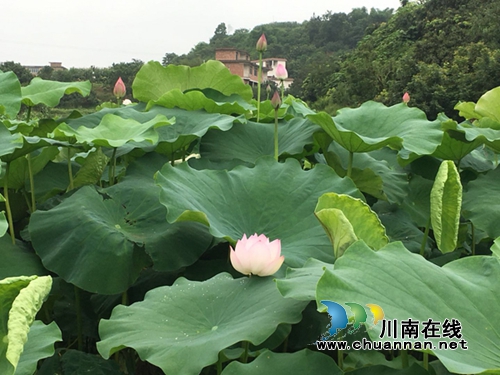合江县合江镇柿子田村百亩荷花盛开(图8)