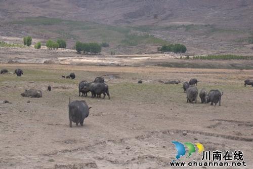 建基础&nbsp;谋营销&nbsp;泸州扎实帮扶稻城产业发展(图1)
