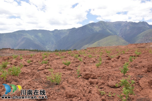 建基础&nbsp;谋营销&nbsp;泸州扎实帮扶稻城产业发展(图2)