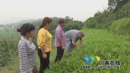 小小蒲公英&nbsp;合江三个女人整起了“致富经”(图1)