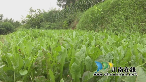 小小蒲公英&nbsp;合江三个女人整起了“致富经”(图4)