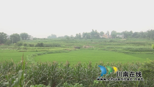 小小蒲公英&nbsp;合江三个女人整起了“致富经”(图3)