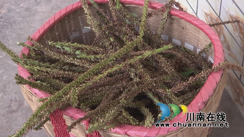 小小蒲公英&nbsp;合江三个女人整起了“致富经”(图5)