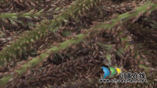 小小蒲公英&nbsp;合江三个女人整起了“致富经”(图6)