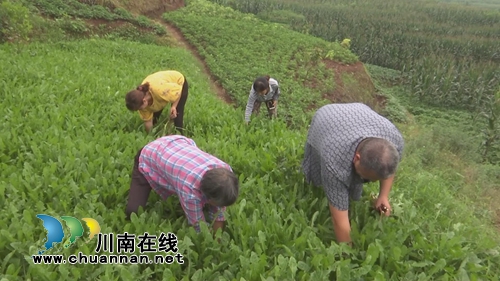 小小蒲公英&nbsp;合江三个女人整起了“致富经”(图7)