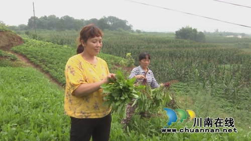 小小蒲公英&nbsp;合江三个女人整起了“致富经”(图9)