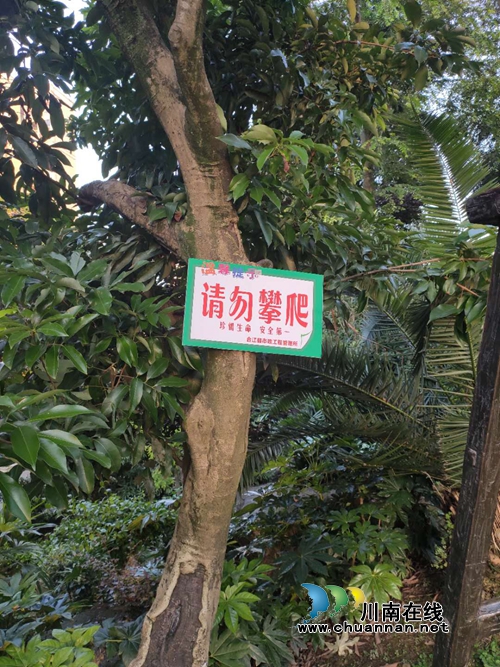 @合江人：甜美荔枝渐成熟，偷摘要遭哈！(图2)