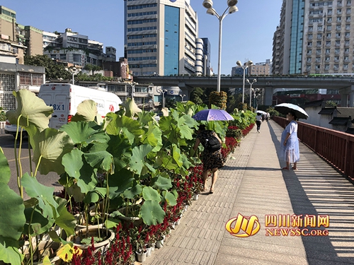 泸州街道盆栽遭破坏&nbsp;园林部门：要担法律责任(图1)