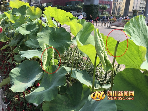泸州街道盆栽遭破坏&nbsp;园林部门：要担法律责任(图2)