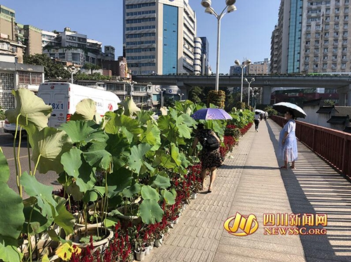 盆栽遭“辣手摧花”&nbsp;园林部门：要承担法律责任(图1)