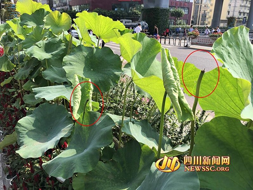 盆栽遭“辣手摧花”&nbsp;园林部门：要承担法律责任(图2)