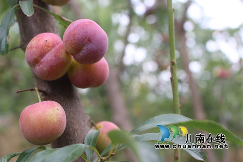 泸县玉蟾茵红李成熟啦！组团采摘夏季一日游(图2)