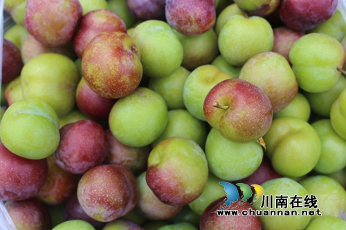 泸县玉蟾茵红李成熟啦！组团采摘夏季一日游(图1)