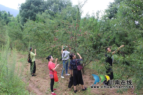 泸县玉蟾茵红李成熟啦！组团采摘夏季一日游(图4)