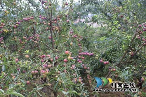 泸县玉蟾茵红李成熟啦！组团采摘夏季一日游(图3)