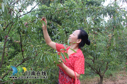 泸县玉蟾茵红李成熟啦！组团采摘夏季一日游(图7)