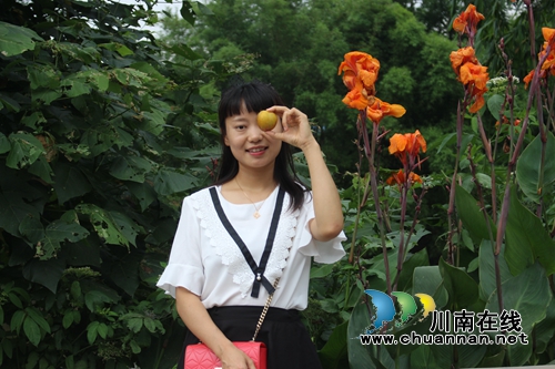 泸县玉蟾茵红李成熟啦！组团采摘夏季一日游(图8)