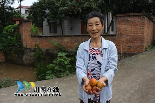 泸县玉蟾茵红李成熟啦！组团采摘夏季一日游(图10)