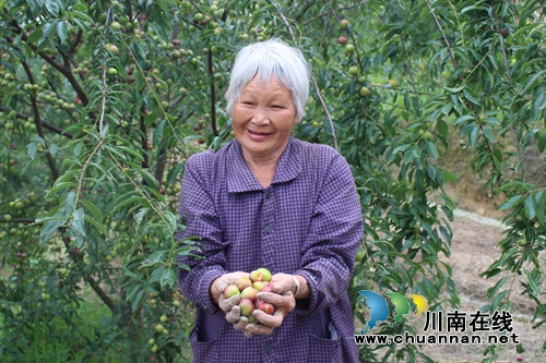 泸县玉蟾茵红李成熟啦！组团采摘夏季一日游(图9)