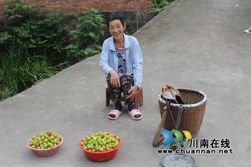 泸县玉蟾茵红李成熟啦！组团采摘夏季一日游(图11)