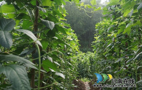 泸县立石镇“扶贫豇豆”采摘正当时(图1)