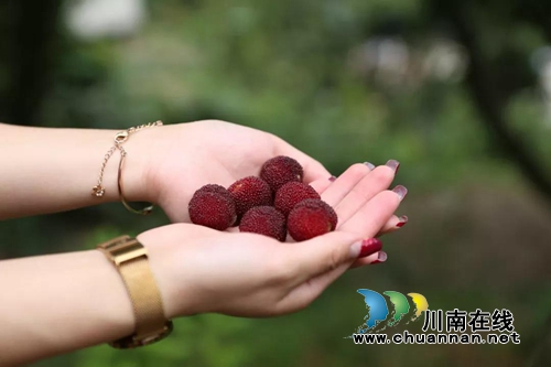 古蔺茅溪杨梅熟了！赶紧约起去享受清凉狂欢季(图5)