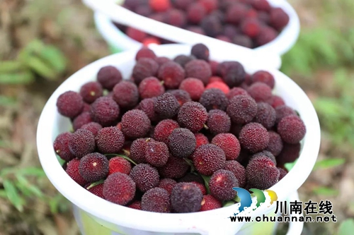 古蔺茅溪杨梅熟了！赶紧约起去享受清凉狂欢季(图4)