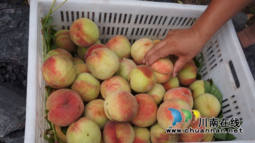 泸县立石：川渝边界蜜桃甜&nbsp;乡村振兴“试验田”(图1)