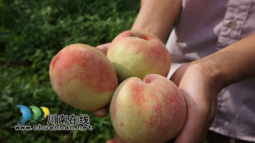 泸县立石：川渝边界蜜桃甜&nbsp;乡村振兴“试验田”(图2)