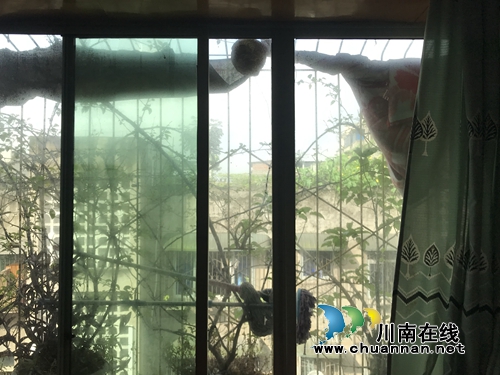 泸州消防巧取马蜂窝&nbsp;提醒市民不要擅自行动(图1)