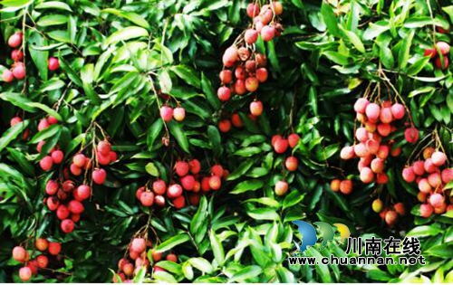 四川宜宾：北半球最晚熟大塔荔枝开园采摘(图3)