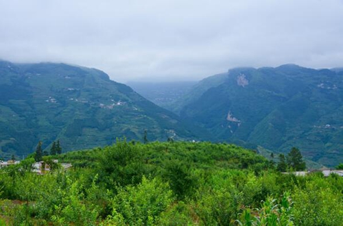 金果果助农增收致富&nbsp;赤水河万亩凤凰李成熟开摘(图1)