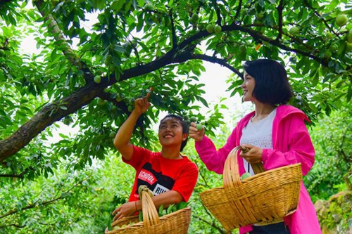 金果果助农增收致富&nbsp;赤水河万亩凤凰李成熟开摘(图2)