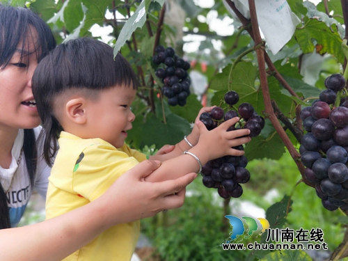 “金土地”上，名优水果笑颜绽放迎宾朋！(图2)